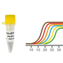 助力抗疫 東盛生物提供多種高品質一(yī / yì /yí)步法RT-qPCR Mix