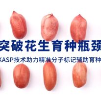 技術分享丨突破花生育種瓶頸,KASP技術助力精準分子(zǐ)标記輔助育種