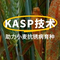 前沿聚焦 | KASP技術助力小麥抗鏽病育種：從基因分型到(dào)精準選育
